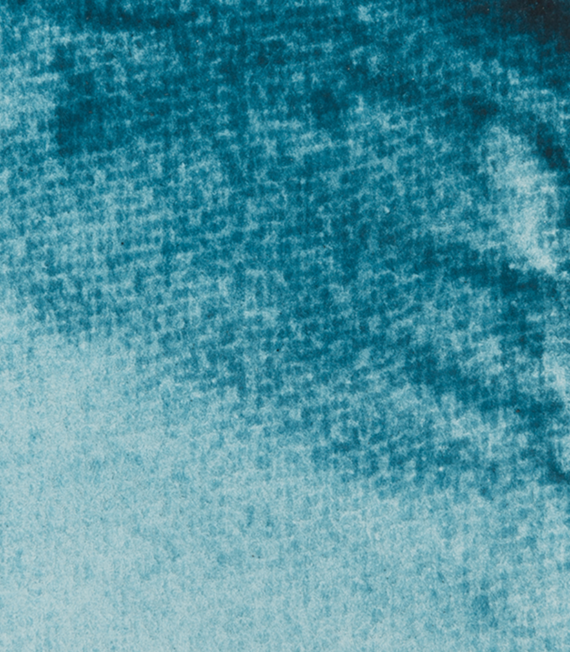 Indigofera